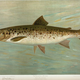 Illustration for article titled Fishes of North America That are Captured on Hook and Line